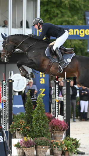 Coldplay des Rosiers Z1 - Étalons du Haras de Clarbec